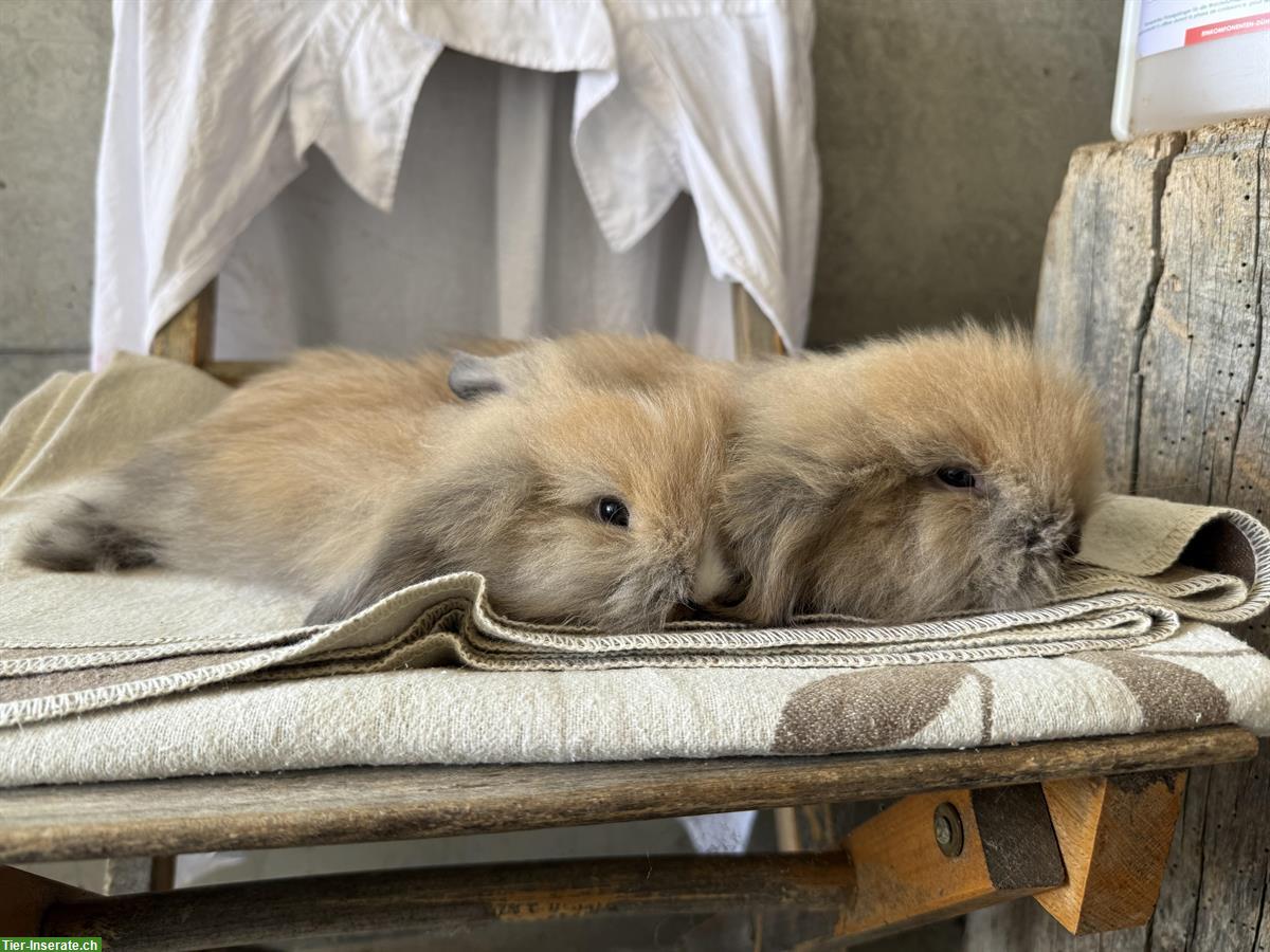 Zwei süsse reinrassige Teddywidder zu verkaufen