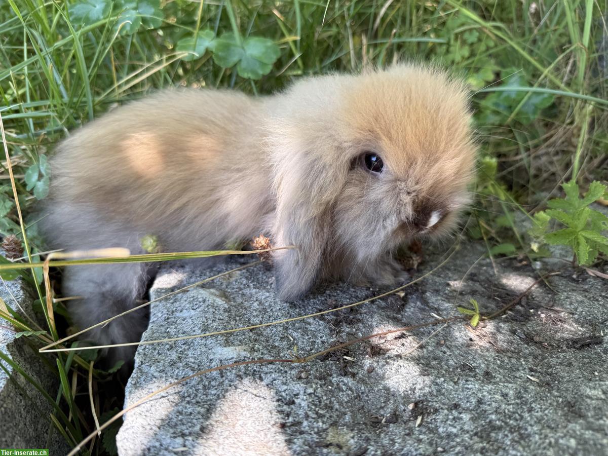 Bild 4: Zwei süsse reinrassige Teddywidder zu verkaufen