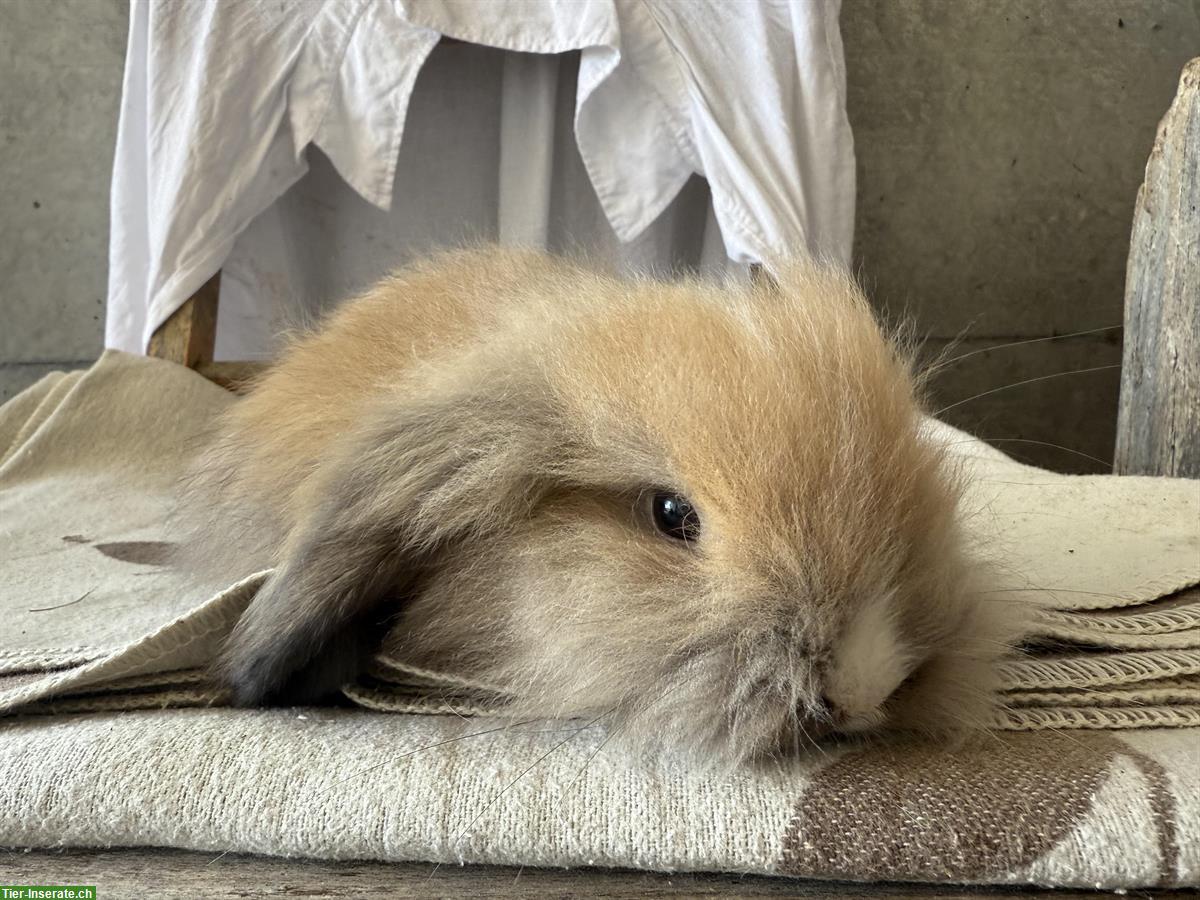 Bild 5: Zwei süsse reinrassige Teddywidder zu verkaufen