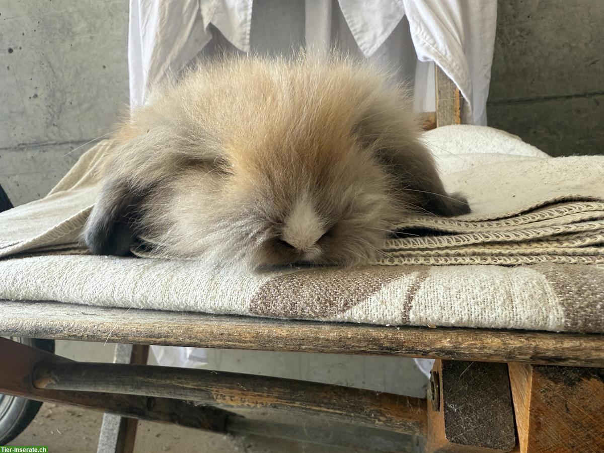 Bild 6: Zwei süsse reinrassige Teddywidder zu verkaufen