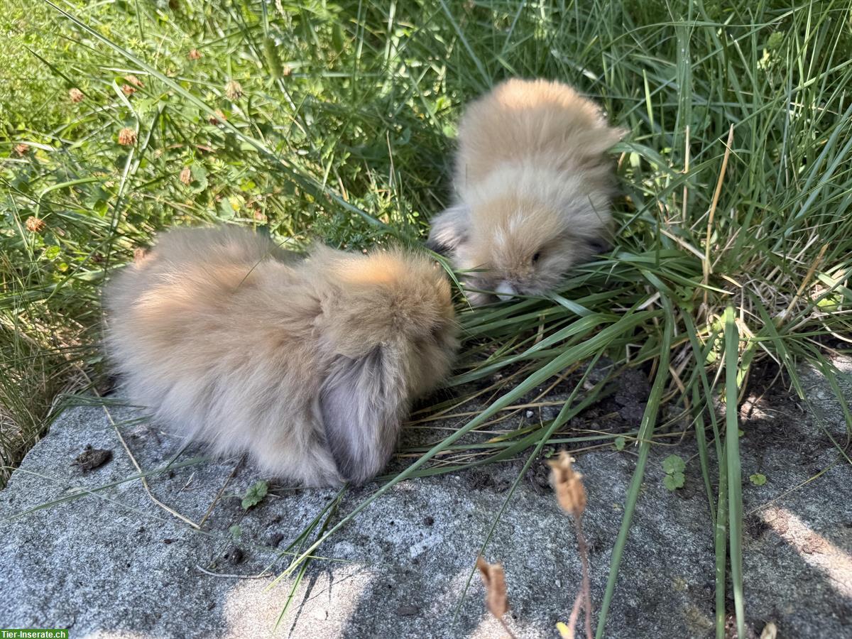 Bild 7: Zwei süsse reinrassige Teddywidder zu verkaufen
