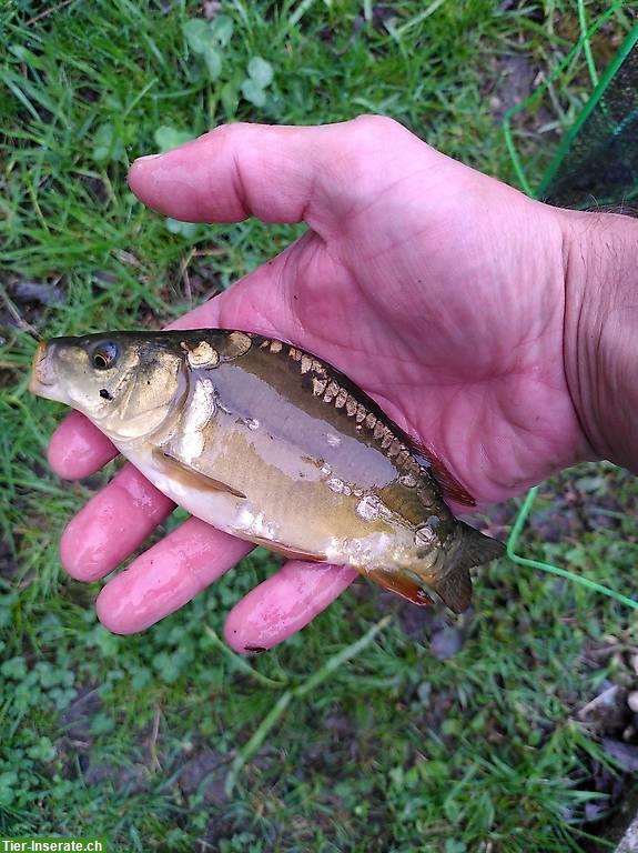 Junge Karpfen 5-10cm / Carpes 5-10cm