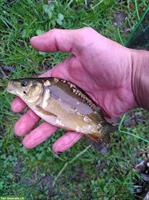 Junge Karpfen 5-10cm / Carpes 5-10cm