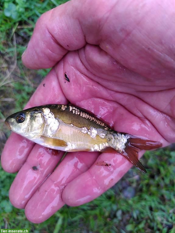 Bild 2: Junge Karpfen 5-10cm / Carpes 5-10cm