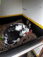 Kaninchen Pärchen (w/m) zu verkaufen