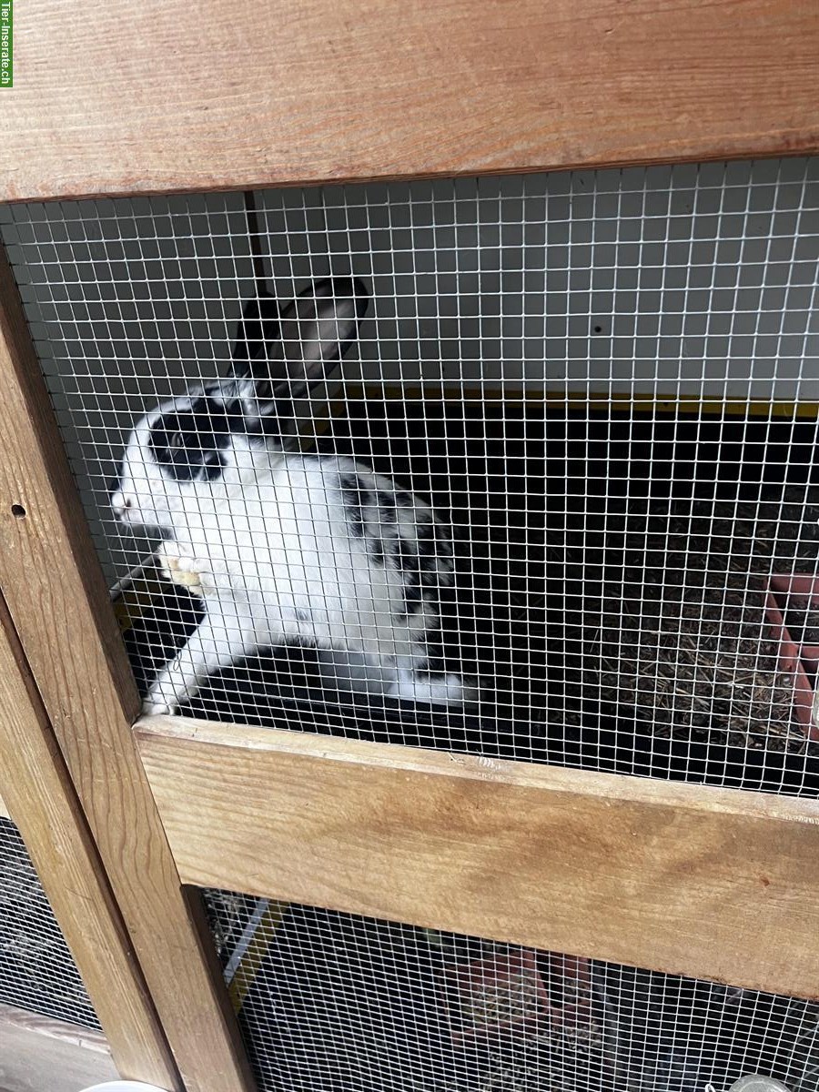 Bild 4: Kaninchen Pärchen (w/m) zu verkaufen