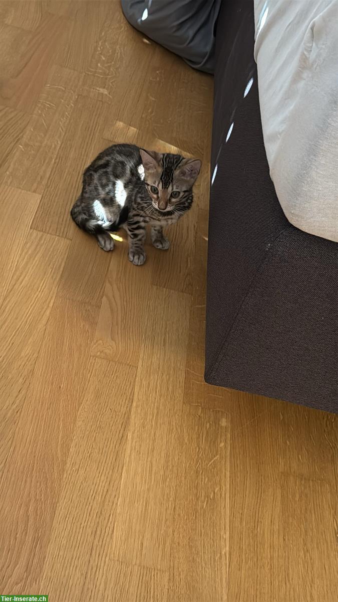 Bengal Kitten weiblich zu verkaufen