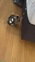Bengal Kitten weiblich zu verkaufen