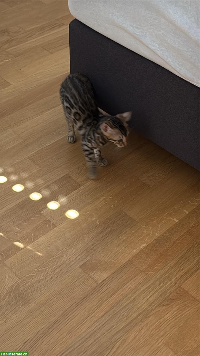Bild 2: Bengal Kitten weiblich zu verkaufen