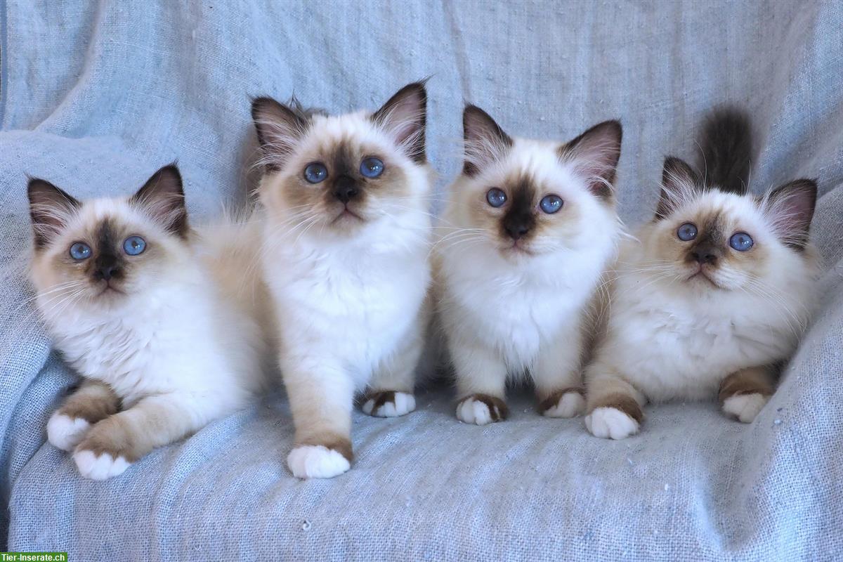 Wunderschöne Heilige Birma Kitten mit Stammbaum FFH