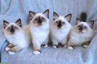 Wunderschöne Heilige Birma Kitten mit Stammbaum FFH