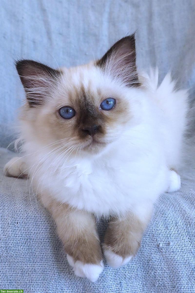 Bild 3: Wunderschöne Heilige Birma Kitten mit Stammbaum FFH
