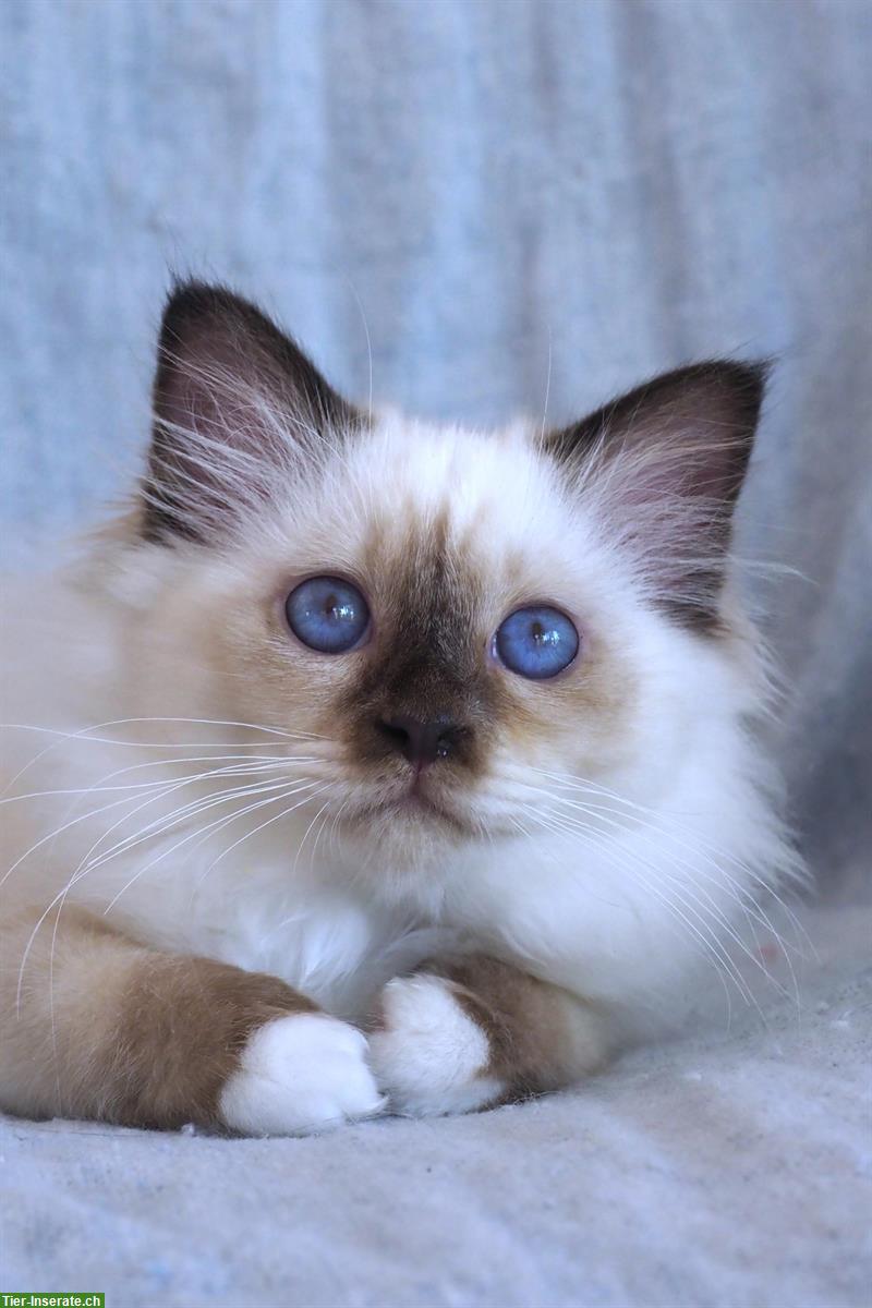 Bild 4: Wunderschöne Heilige Birma Kitten mit Stammbaum FFH