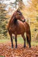 Reitbeteiligung gesucht für arbeitsfreudige Mustangstute