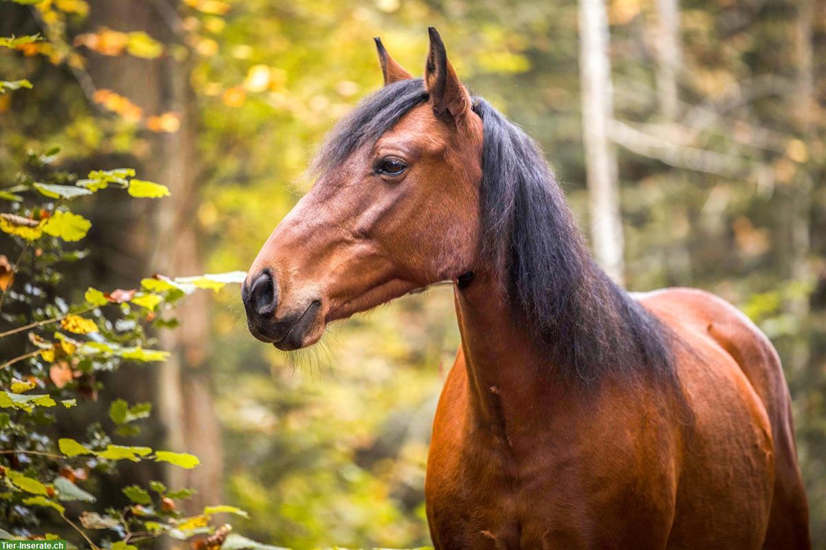 Bild 2: Reitbeteiligung gesucht für arbeitsfreudige Mustangstute
