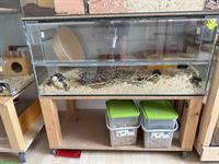 Nager Terrarium Vollglas 100x50x50cm