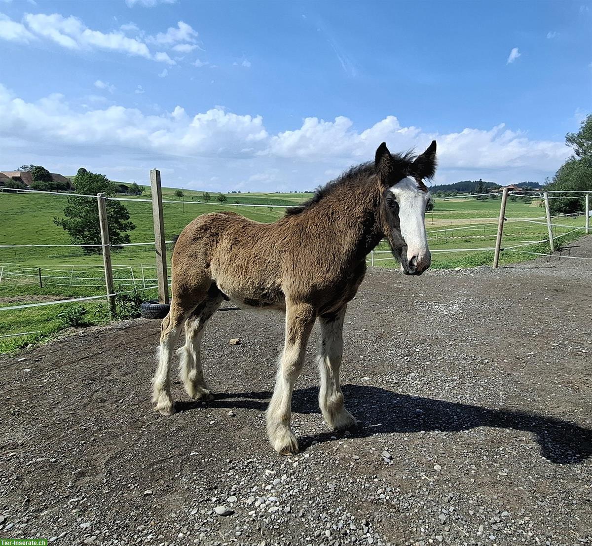 Reinrassiges Irish Cob Hengstfohlen