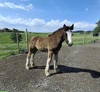 Reinrassiges Irish Cob Hengstfohlen