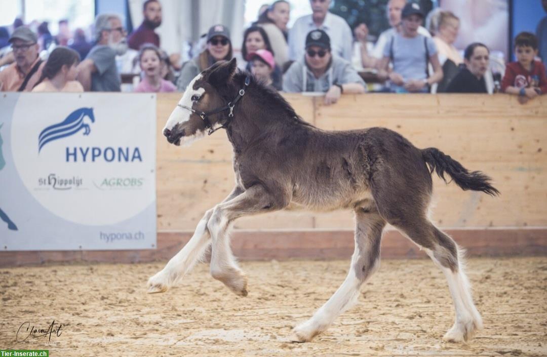 Bild 4: Reinrassiges Irish Cob Hengstfohlen