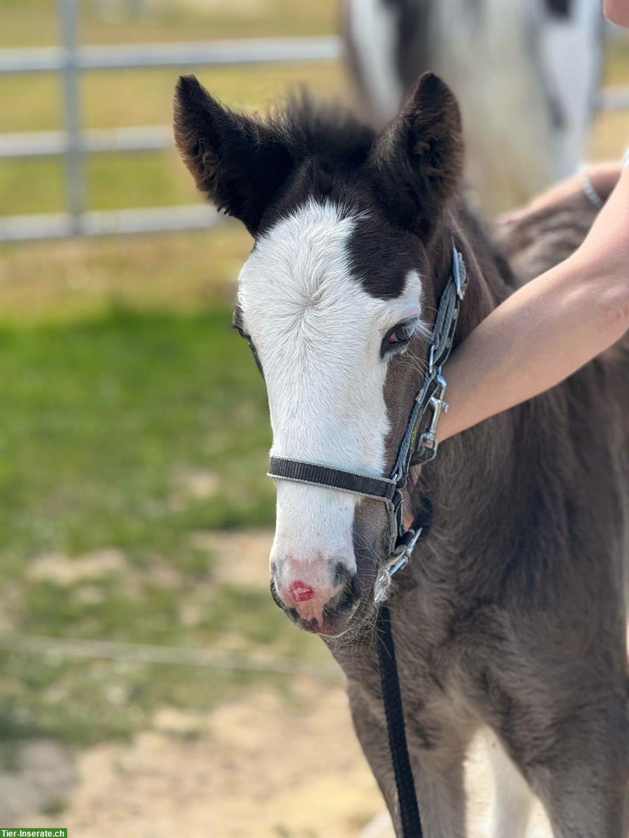 Bild 6: Reinrassiges Irish Cob Hengstfohlen