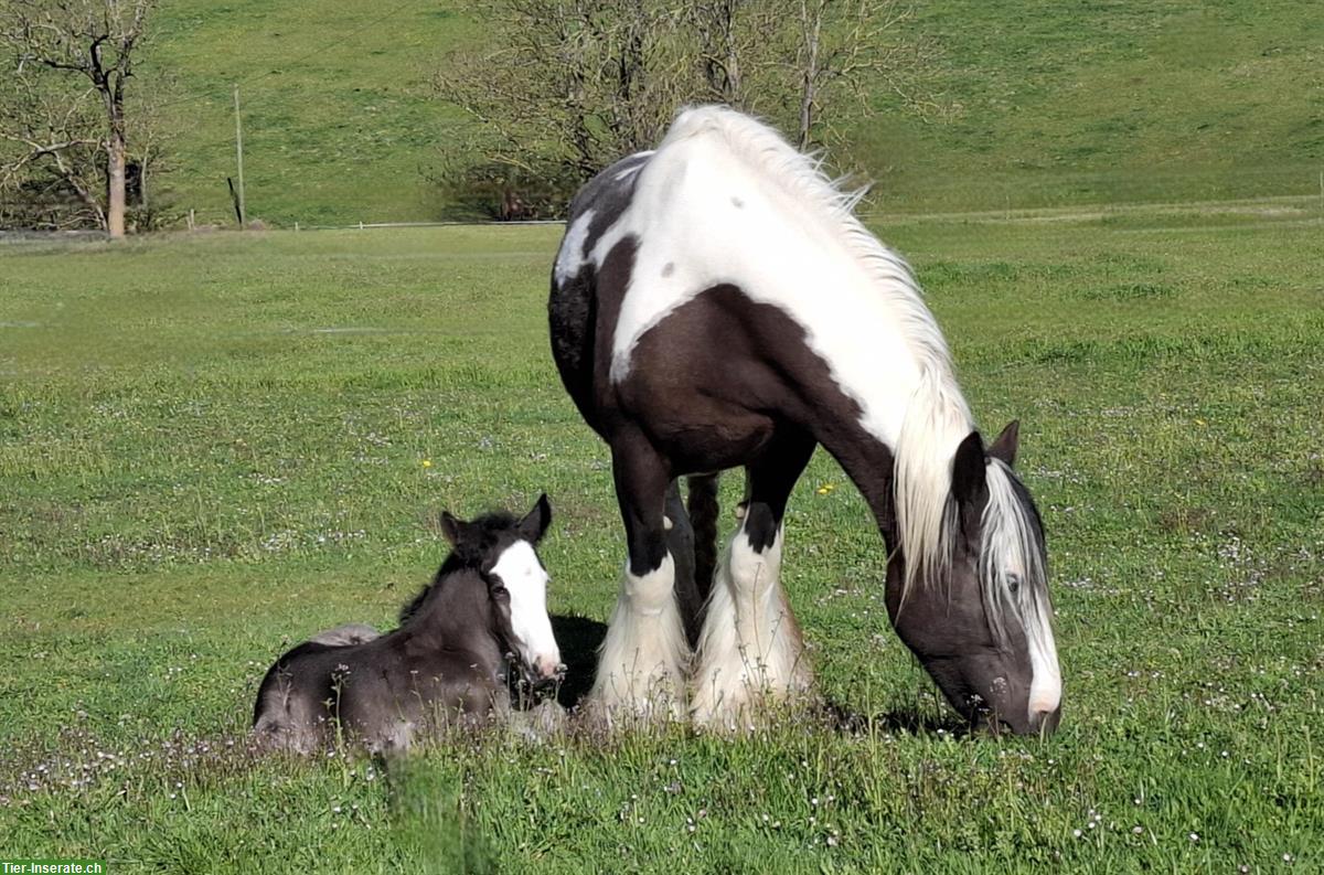 Bild 7: Reinrassiges Irish Cob Hengstfohlen