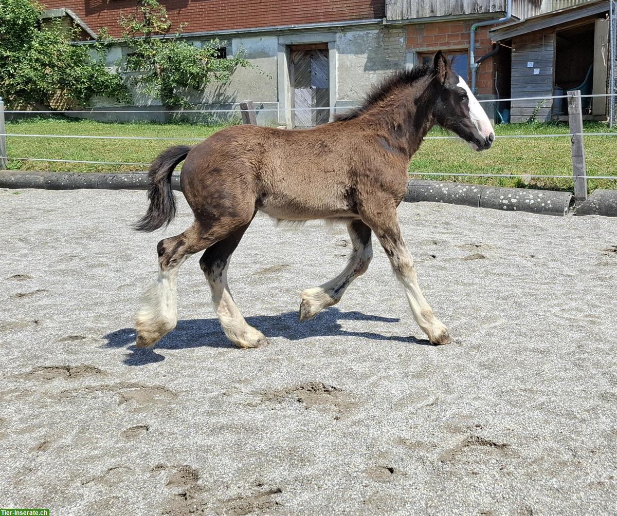 Bild 9: Reinrassiges Irish Cob Hengstfohlen