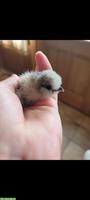 US-Silkies Küken abzugeben