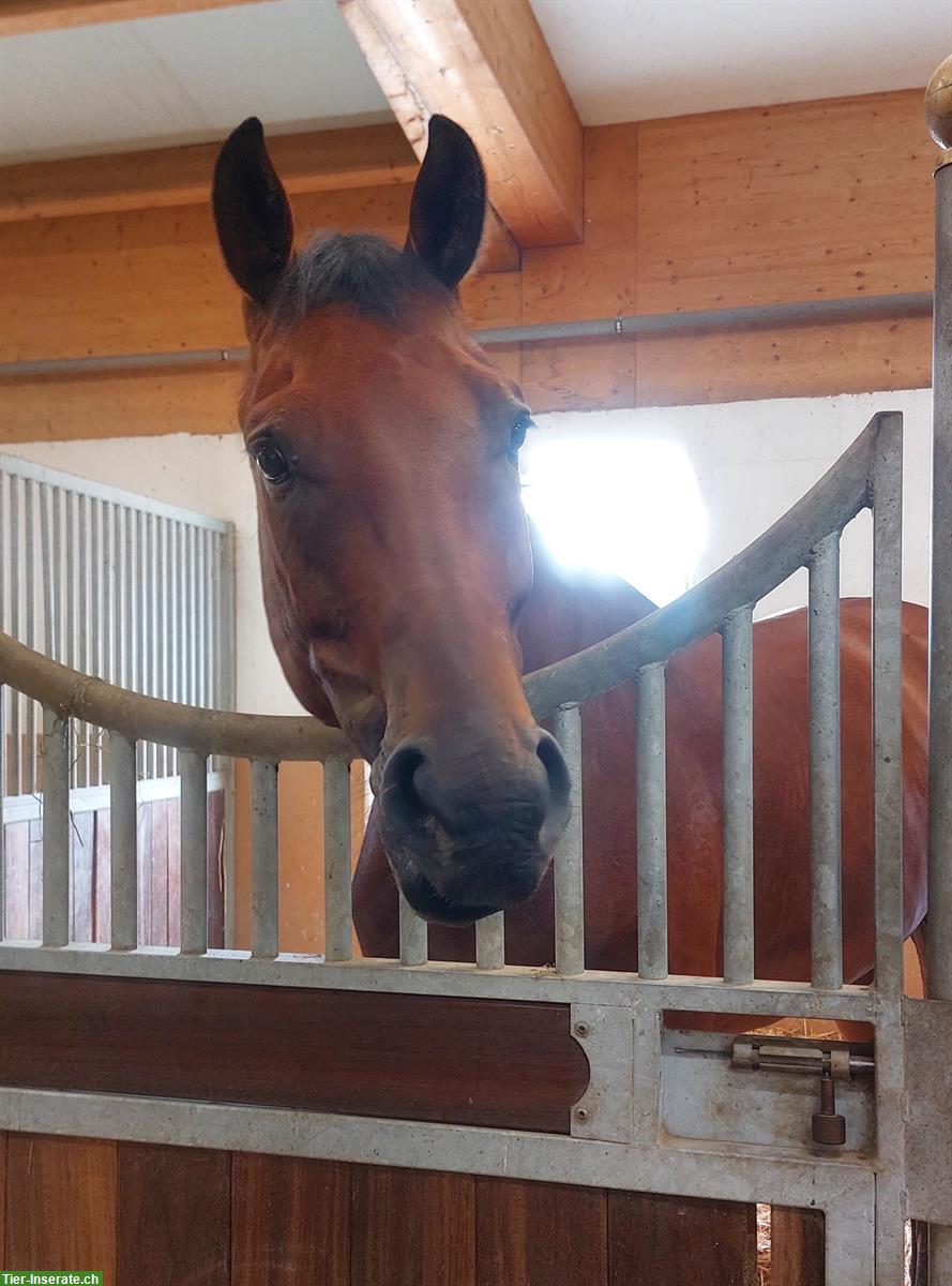 Bildhübscher KWPN Wallach, 6-jährig mit top Abstammung