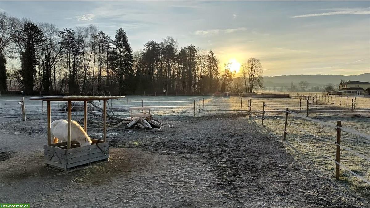 Offenstall / Bewegungsstall mit Paddocktrail für Kleinpferde