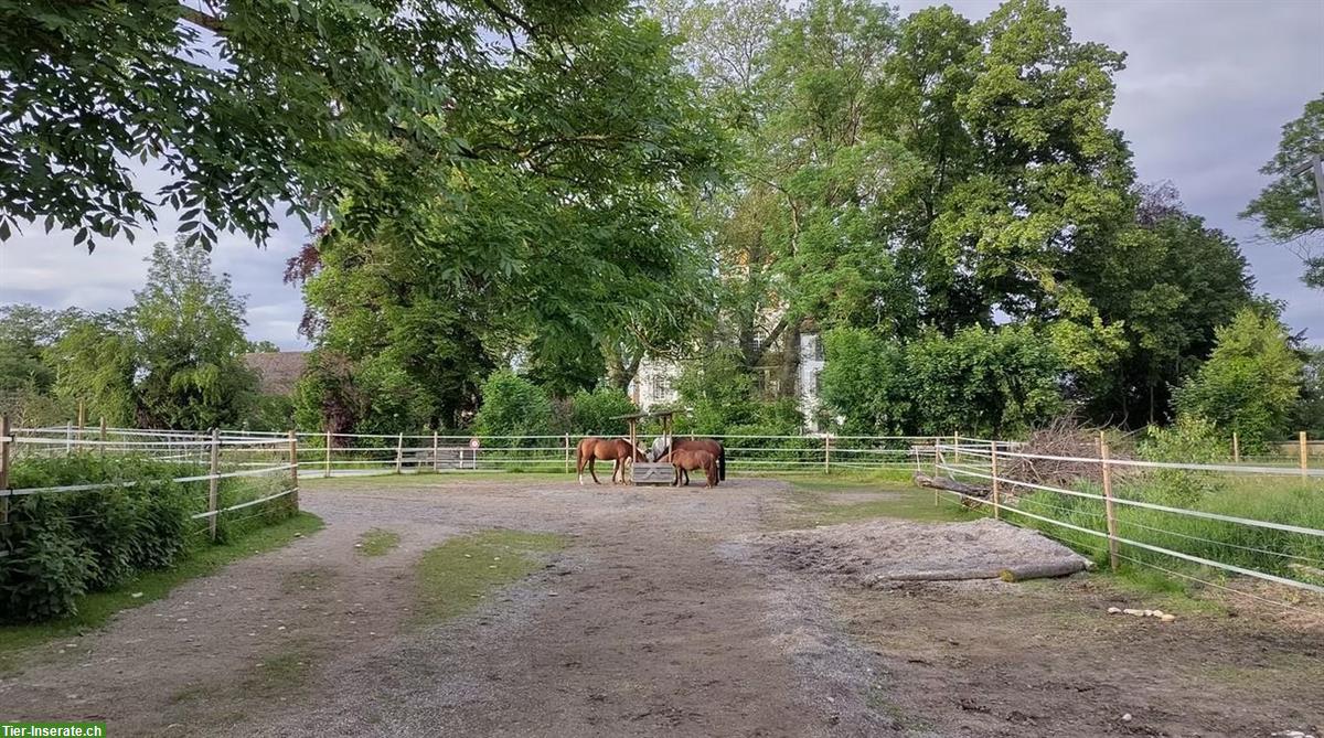 Bild 4: Offenstall / Bewegungsstall mit Paddocktrail für Kleinpferde