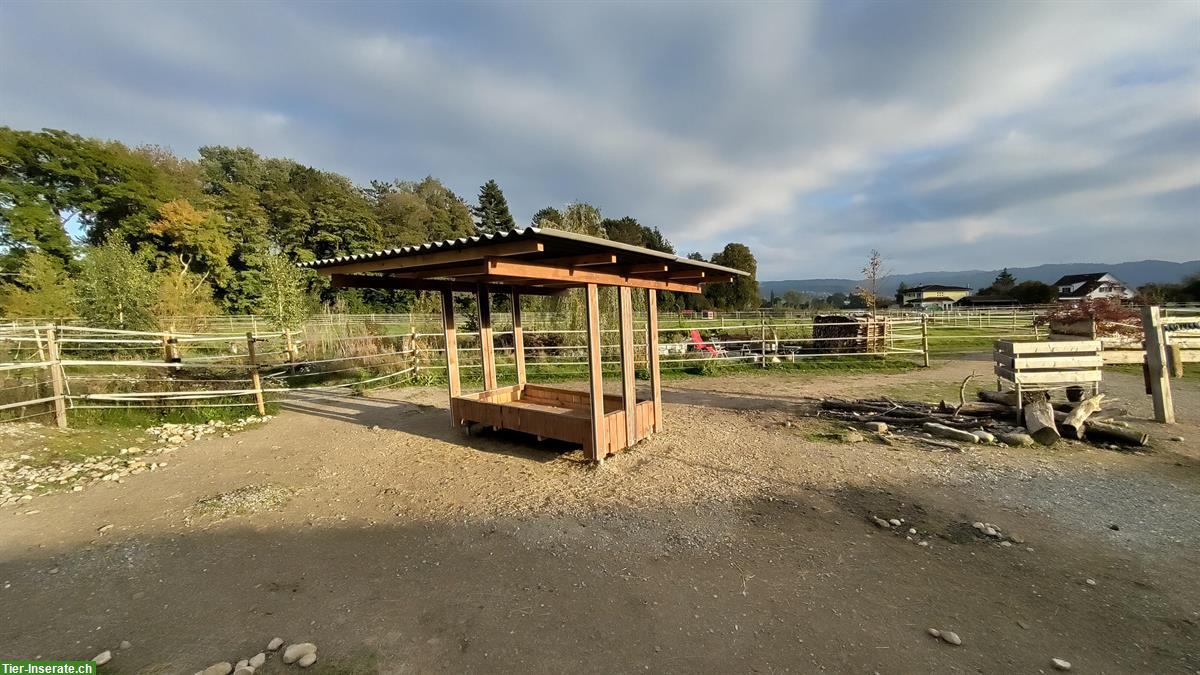 Bild 7: Offenstall / Bewegungsstall mit Paddocktrail für Kleinpferde