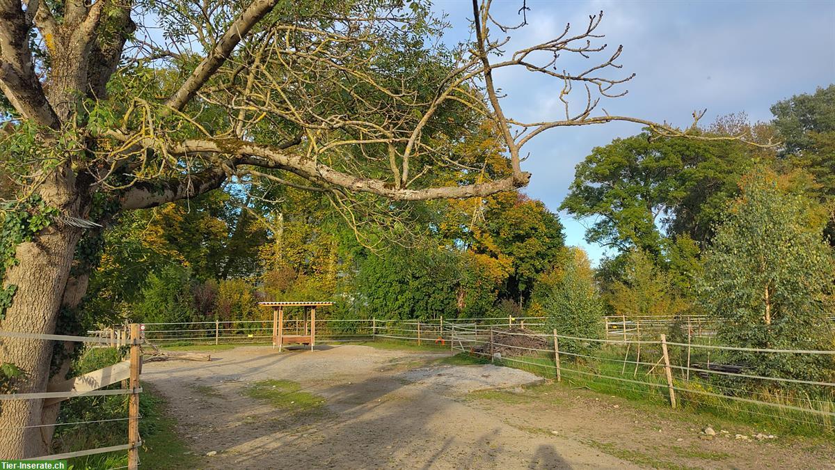 Bild 8: Offenstall / Bewegungsstall mit Paddocktrail für Kleinpferde
