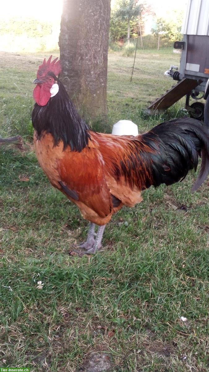 Vorwerk Junghahn aus Naturbrut abzugeben