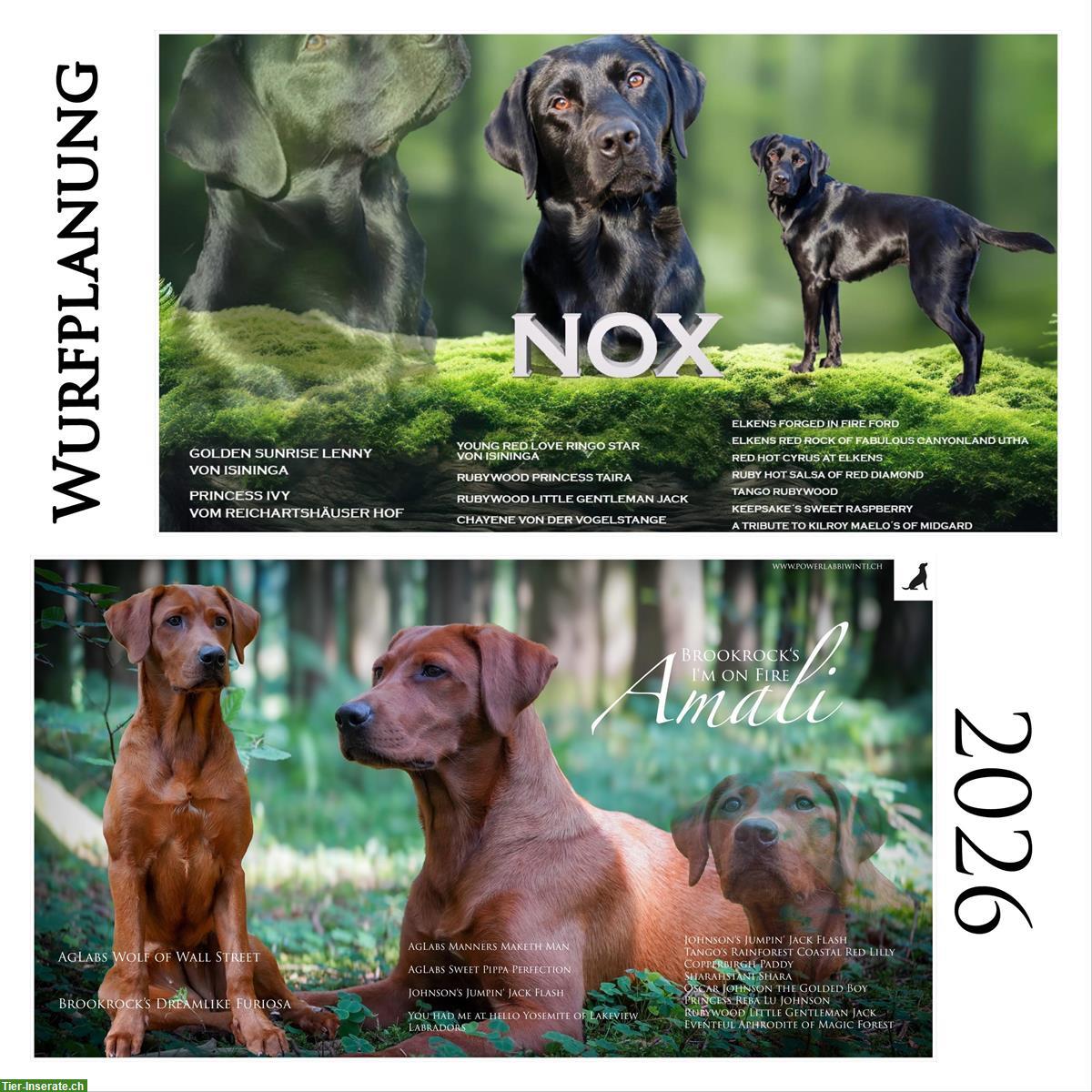 Wurfplanung Labrador Welpen in darkfoxred, foxred und schwarz