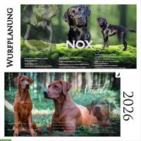 Wurfplanung Labrador Welpen in darkfoxred, foxred und schwarz
