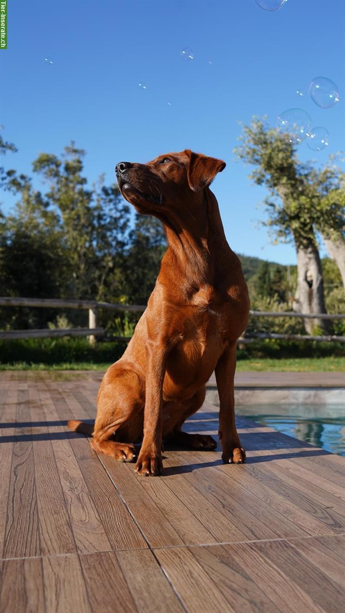 Bild 10: Wurfplanung Labrador Welpen in darkfoxred, foxred und schwarz