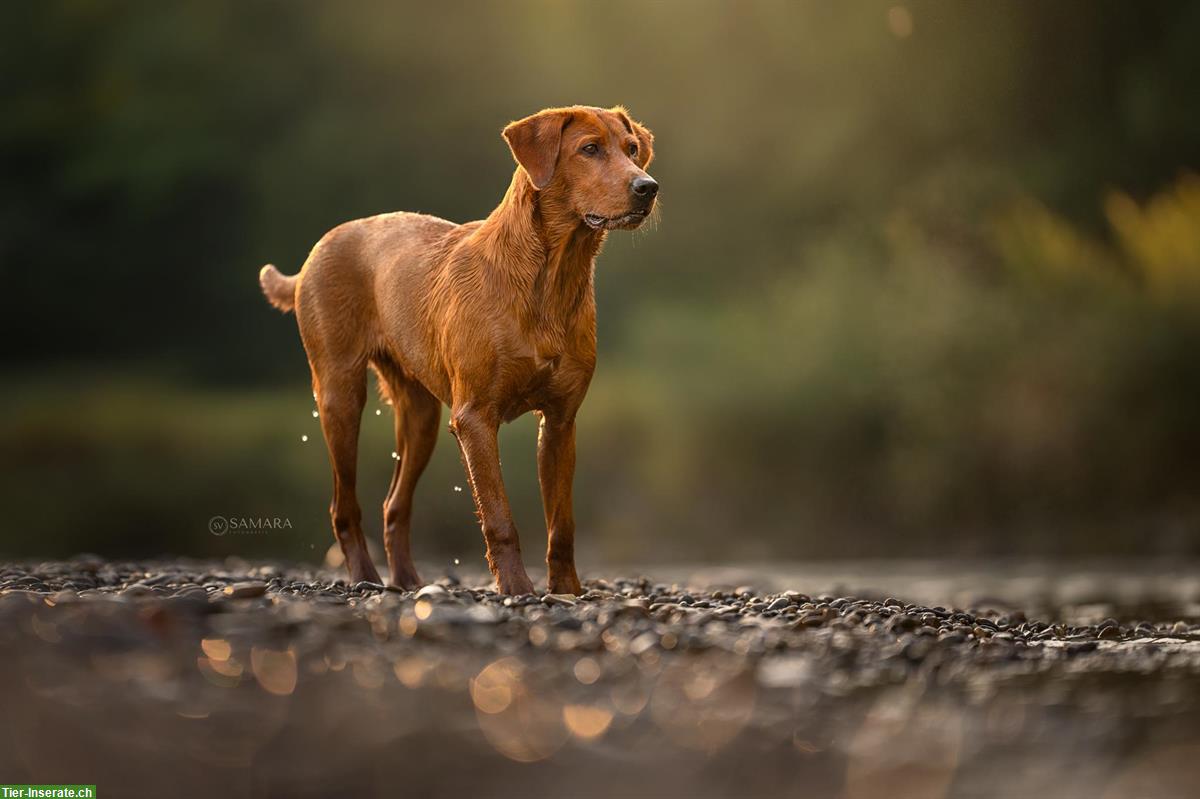 Bild 2: Wurfplanung Labrador Welpen in darkfoxred, foxred und schwarz