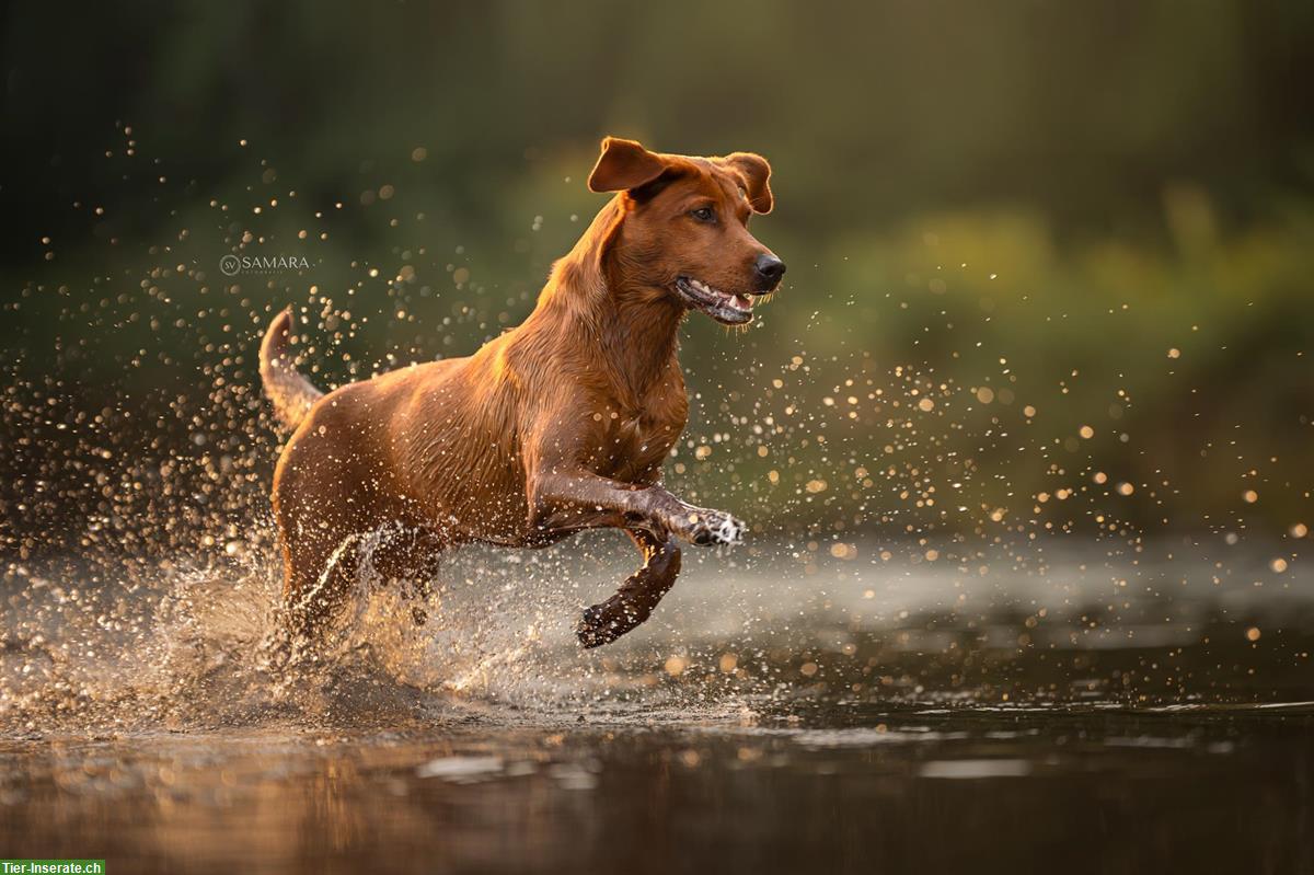 Bild 5: Wurfplanung Labrador Welpen in darkfoxred, foxred und schwarz