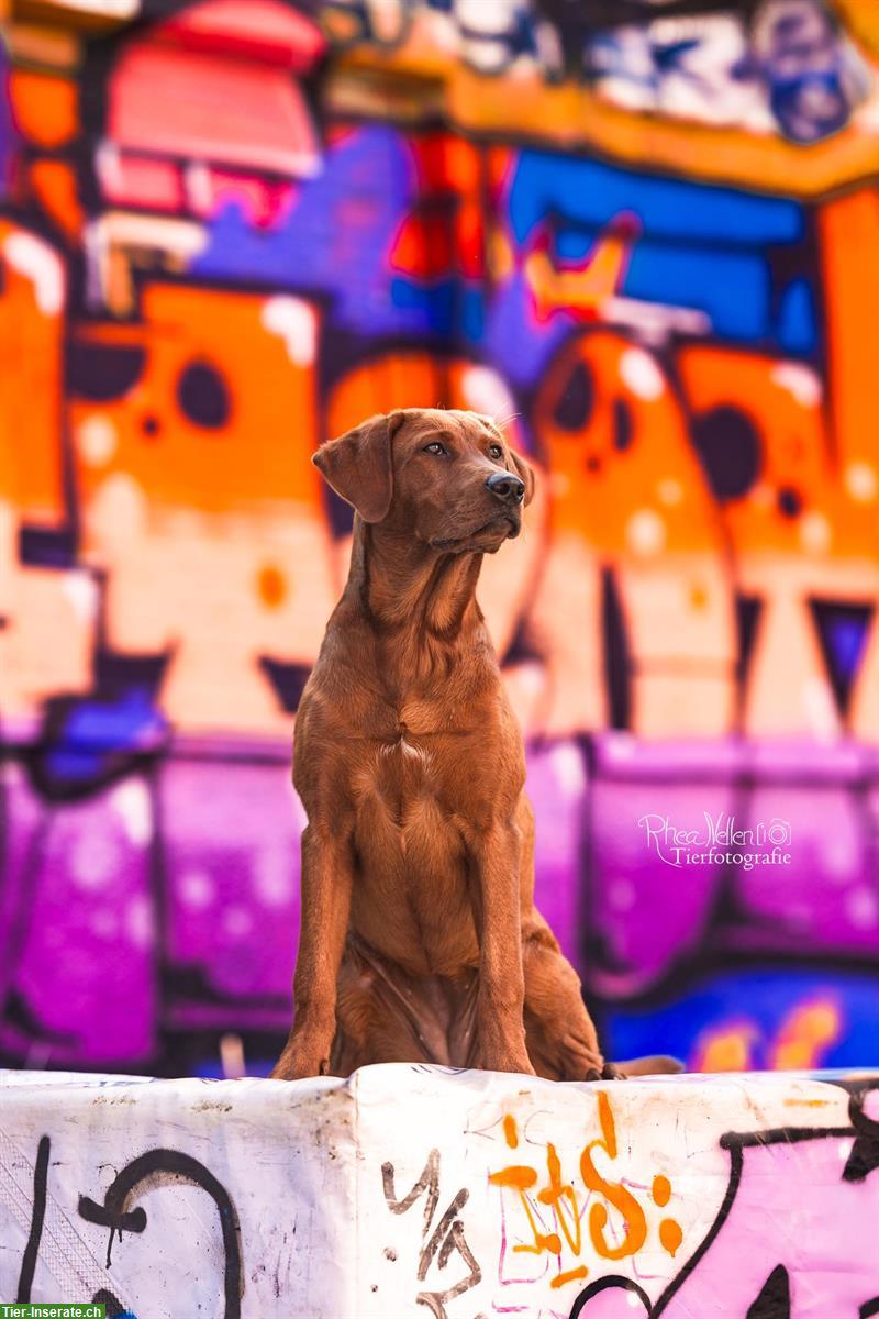 Bild 7: Wurfplanung Labrador Welpen in darkfoxred, foxred und schwarz