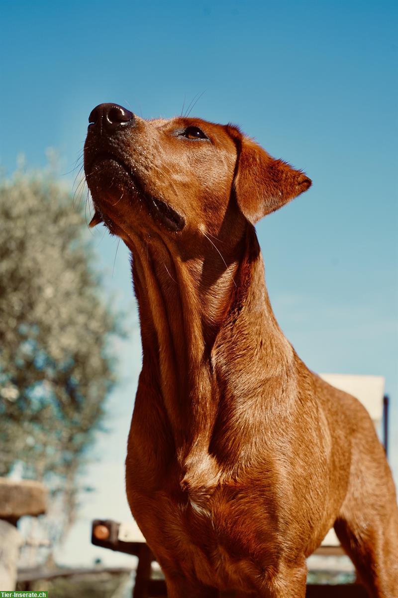Bild 9: Wurfplanung Labrador Welpen in darkfoxred, foxred und schwarz