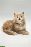 Reinrassiges Maine Coon Kitten von Purebred Kitties