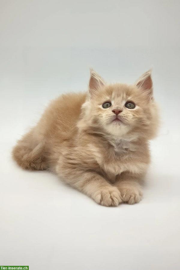 Bild 2: Reinrassiges Maine Coon Kitten von Purebred Kitties