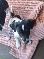 Jack Russell Welpe, männlich, tricolor