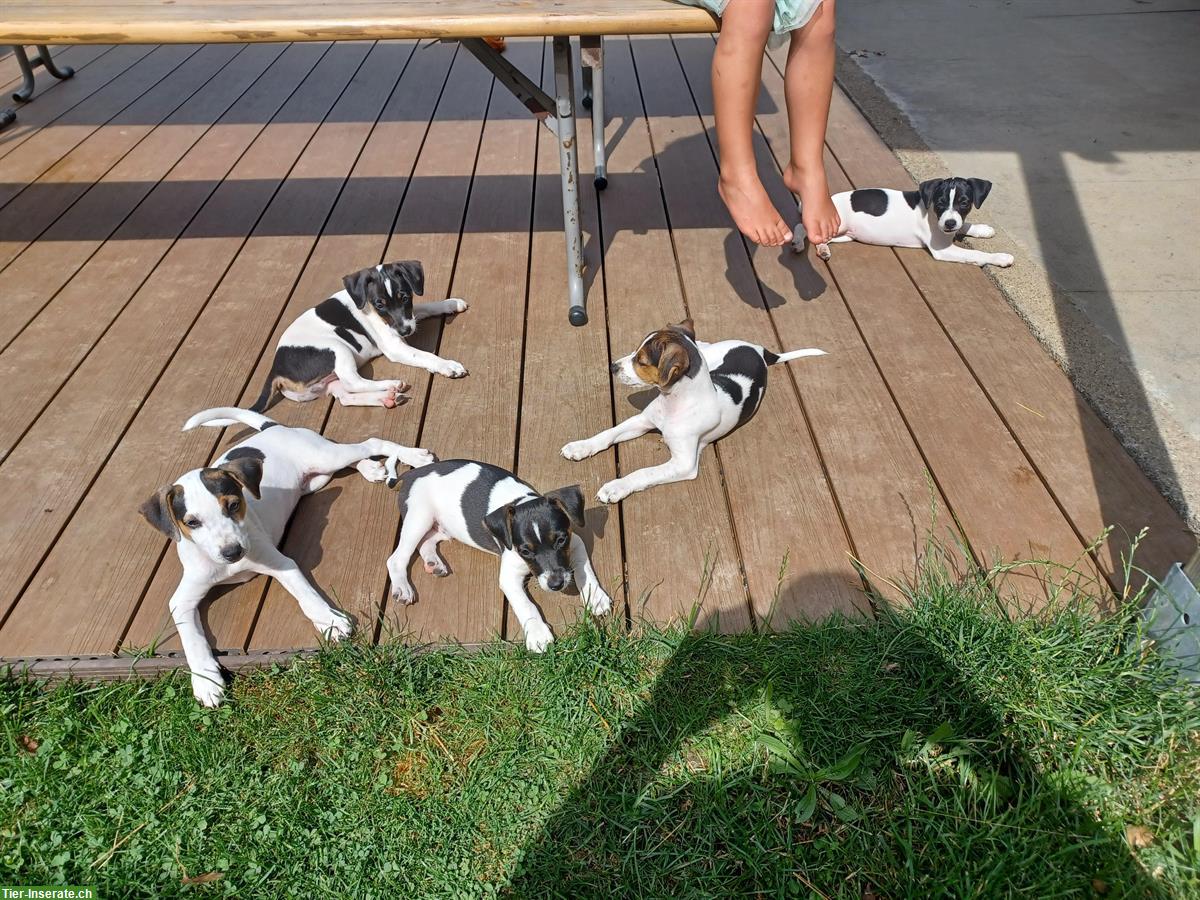 Bild 2: Jack Russell Welpe, männlich, tricolor