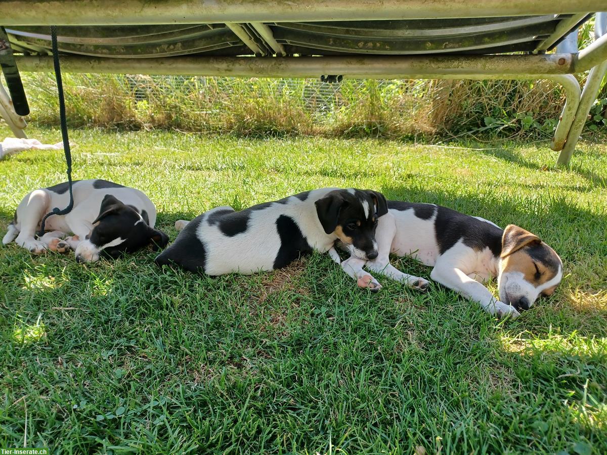 Bild 3: Jack Russell Welpe, männlich, tricolor