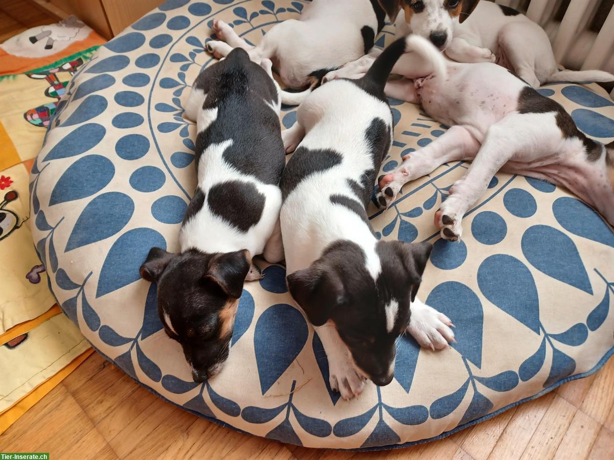 Bild 4: Jack Russell Welpe, männlich, tricolor