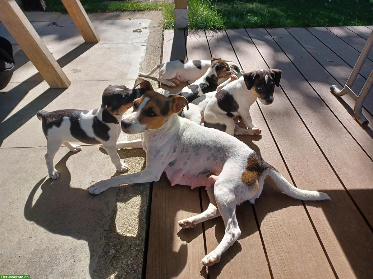 Bild 5: Jack Russell Welpe, männlich, tricolor