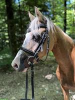 Verschiedene Ponys zu verkaufen