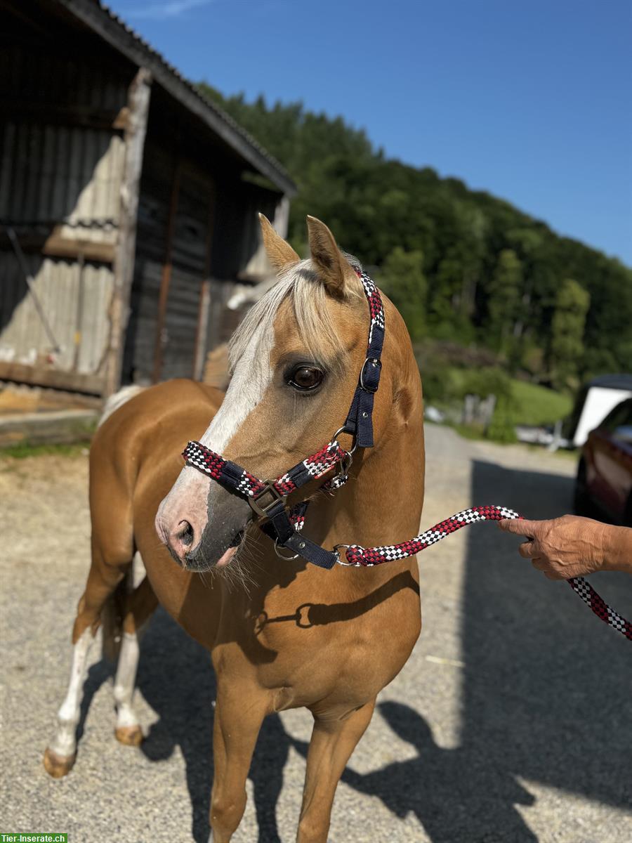 Bild 3: Verschiedene Ponys zu verkaufen