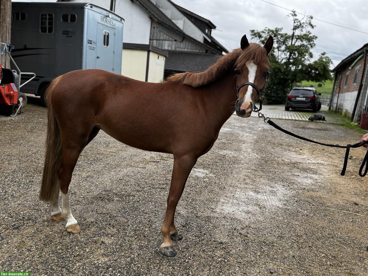 Bild 5: Verschiedene Ponys zu verkaufen